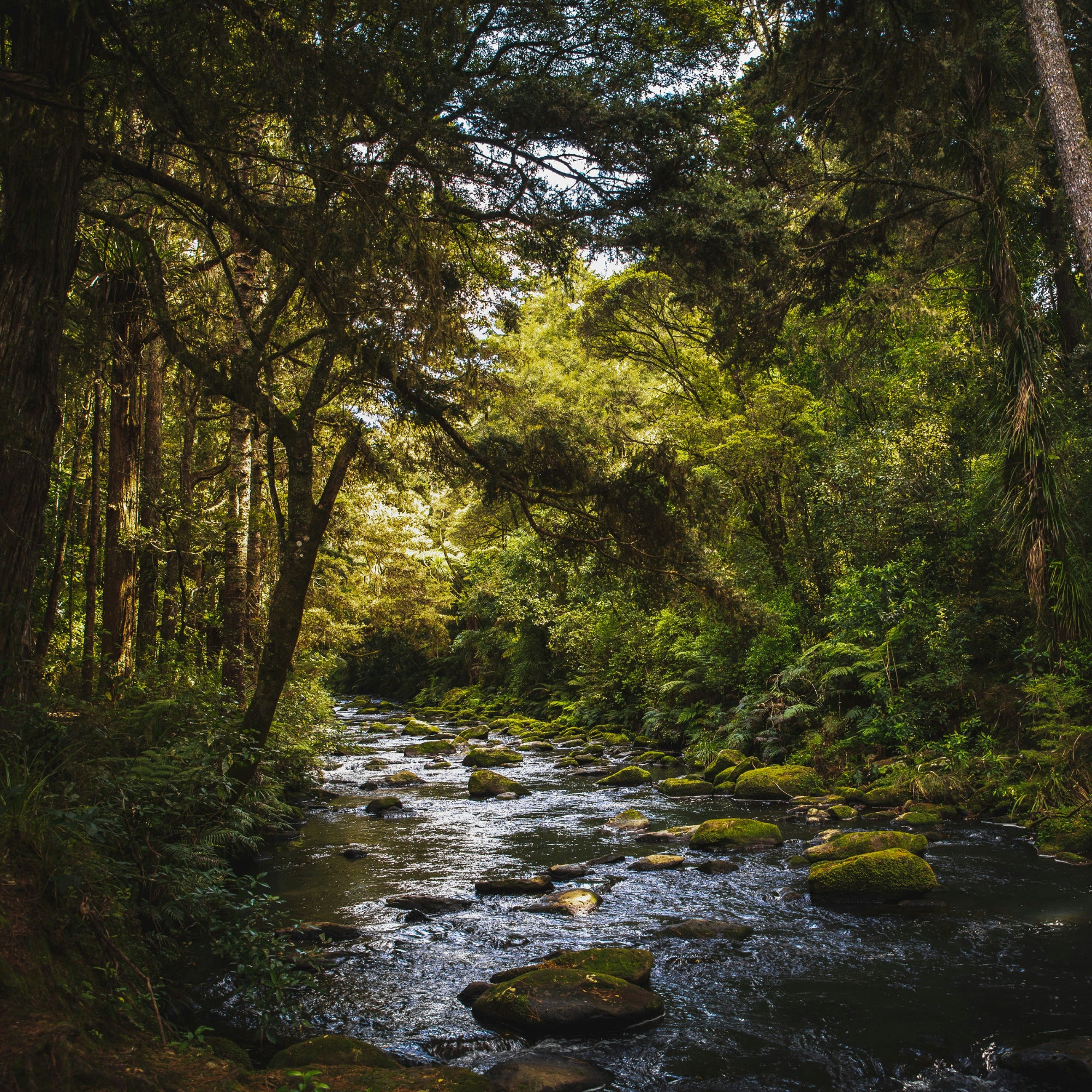 A scenic forest stream flowing over mossy rocks, surrounded by dense green trees and foliage in a sunlit New Zealand native bush setting.