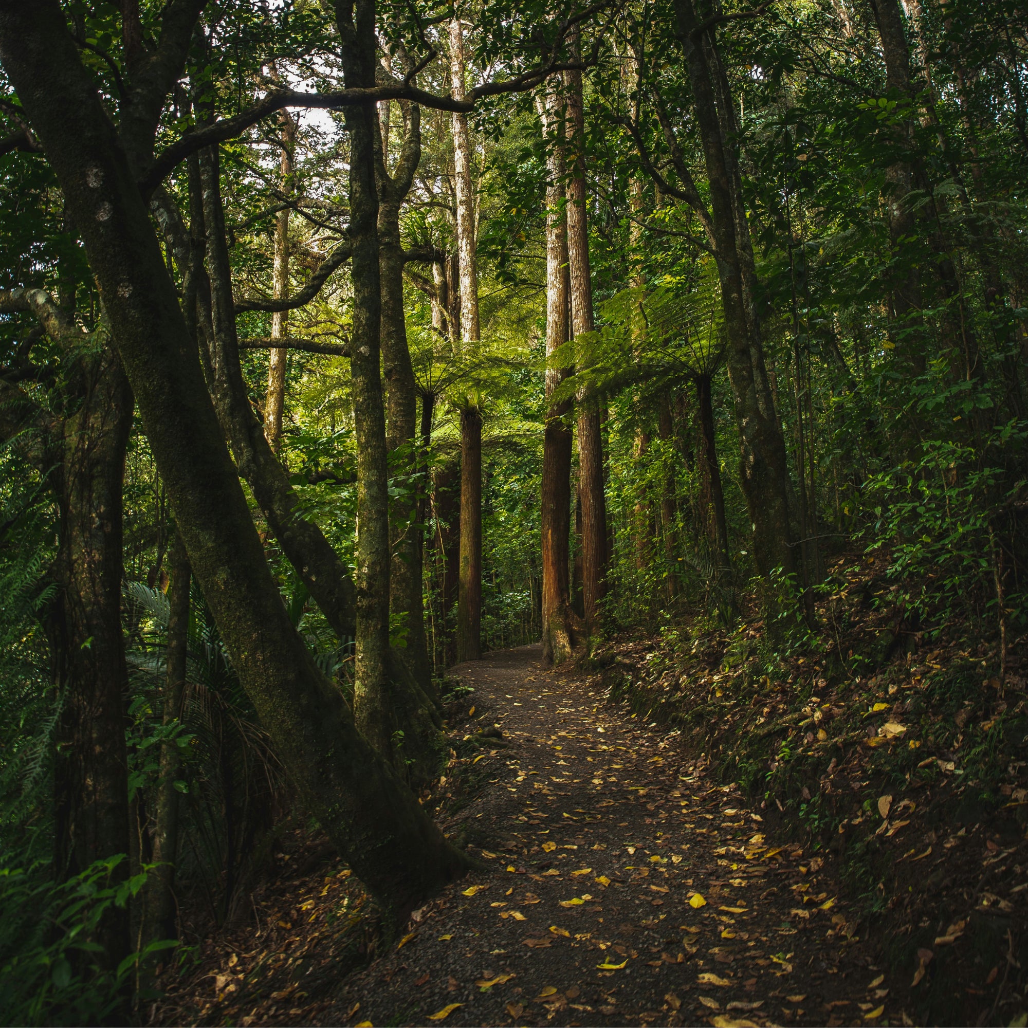 A narrow forest path winding through dense green trees of New Zealand native bush with fallen leaves scattered across the ground and sunlight filtering through the canopy.