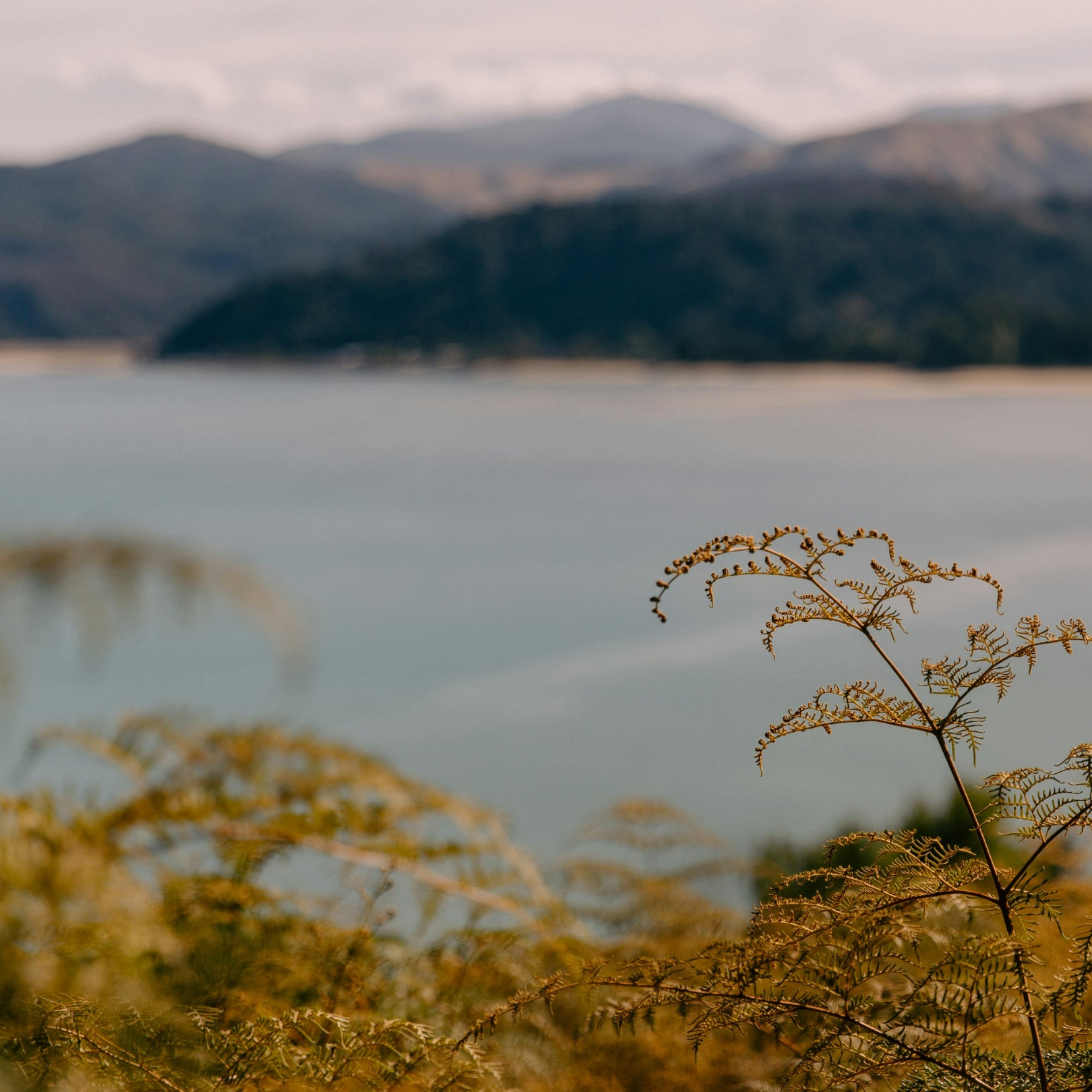 New Zealand landscape with mountains and a lake, featuring blurred foreground plants and ferns.