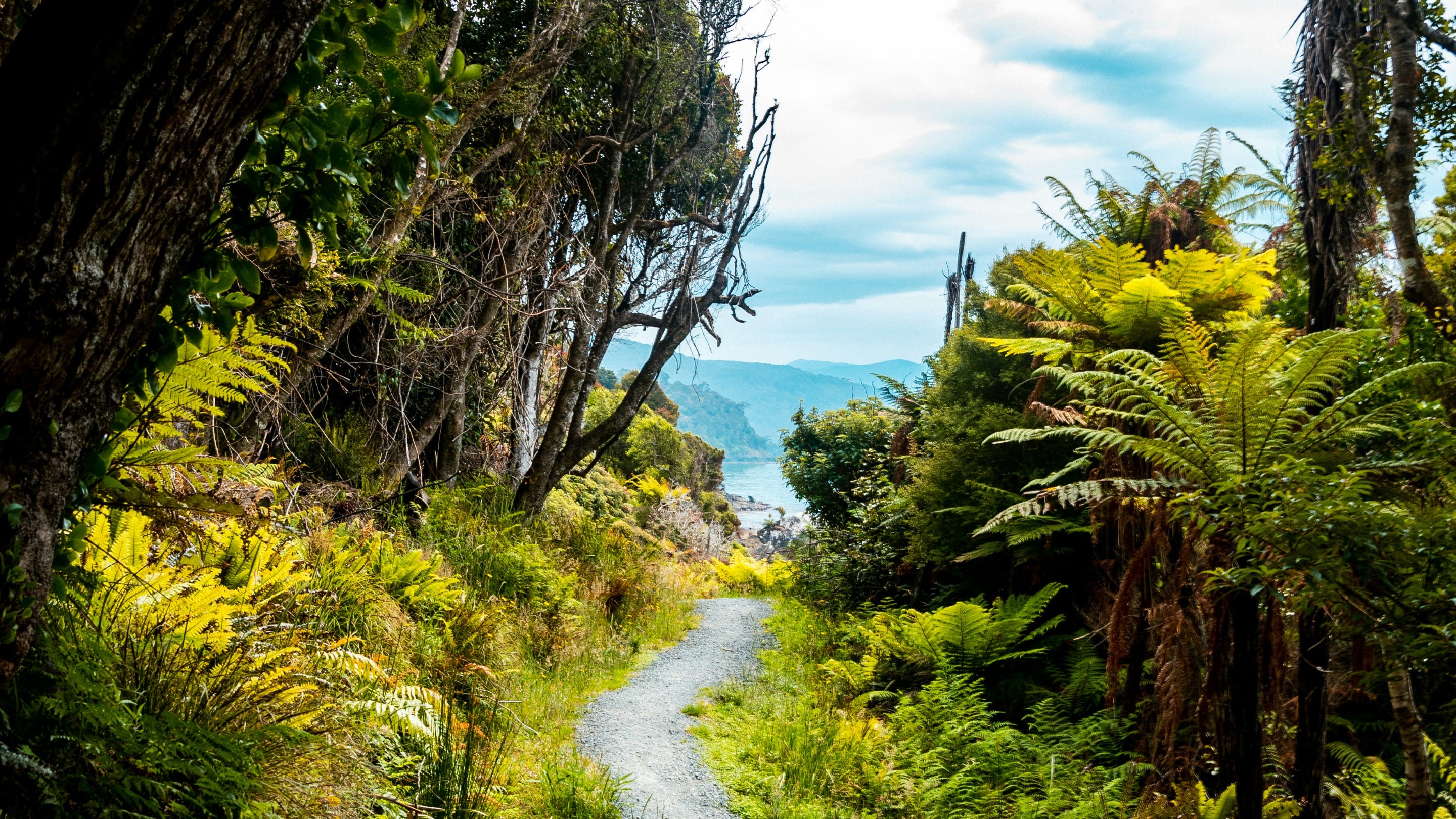 A gravel path winds it's way through native New Zealand bush before opening out into a sparkling blue bay and clear skies with hills in the distance. 