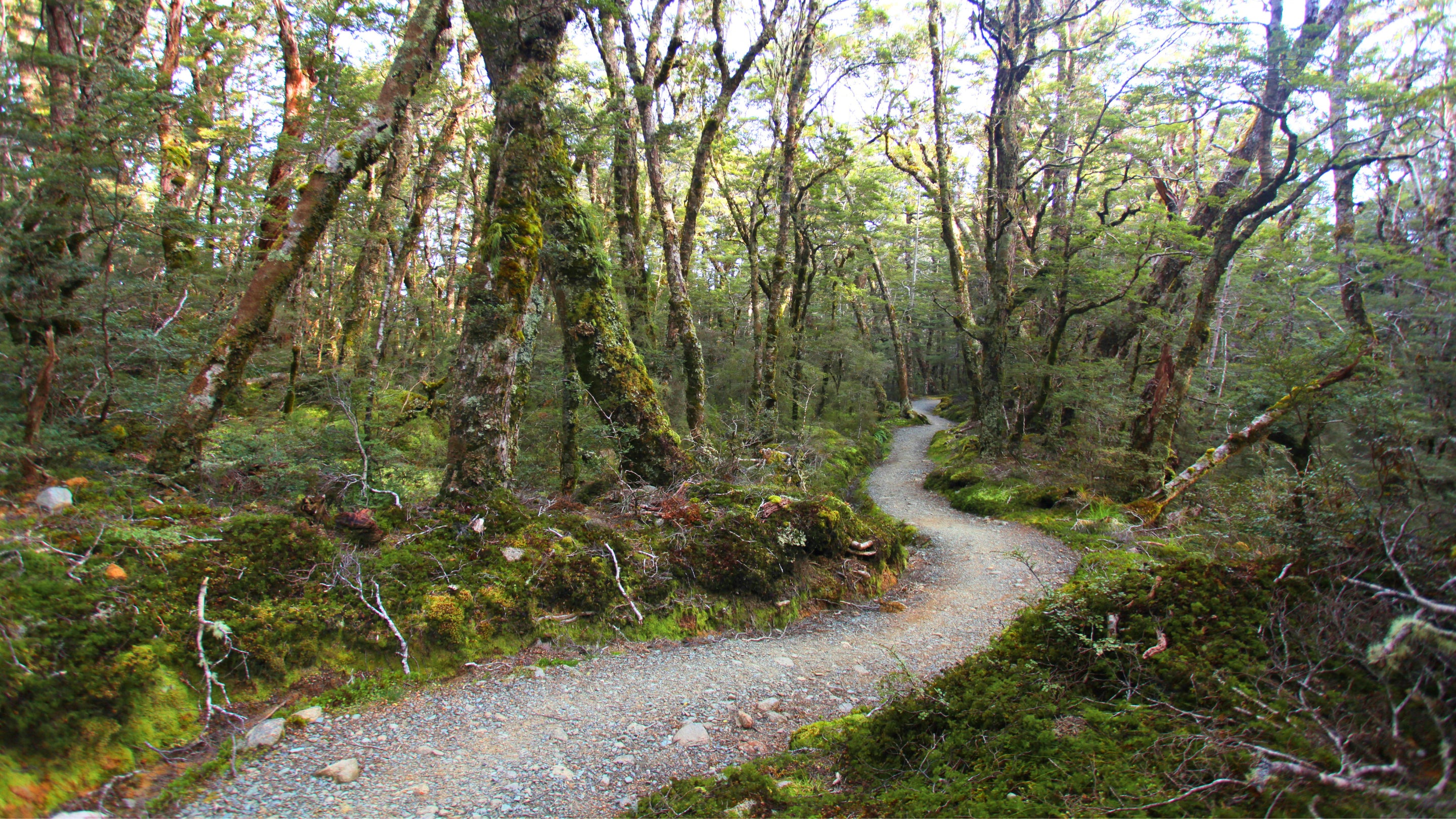 Winding path through a lush New Zealand bush forest with green trees and moss.